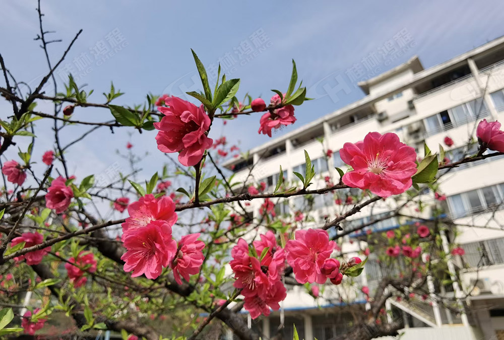 桂林鴻程花團錦簇，滿園春色，邀您一起共賞春景，共商大計！